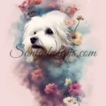 Maltese